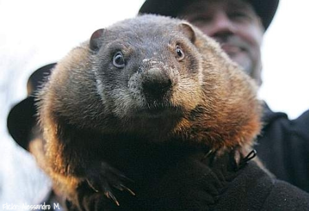 Groundhog Day - Punxsutawney Phil